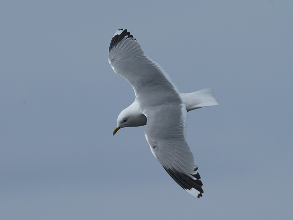 Kalalokki, Mew Gull, Larus canus